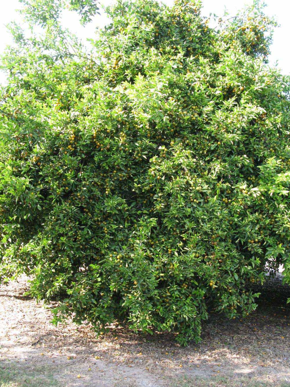              Habit (Winter Haven, FL)       